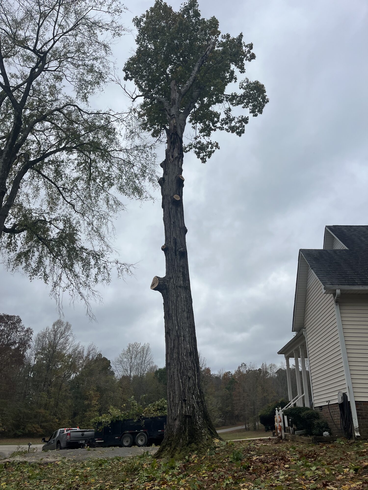Sectional tree removal beside a home in Selmer TN