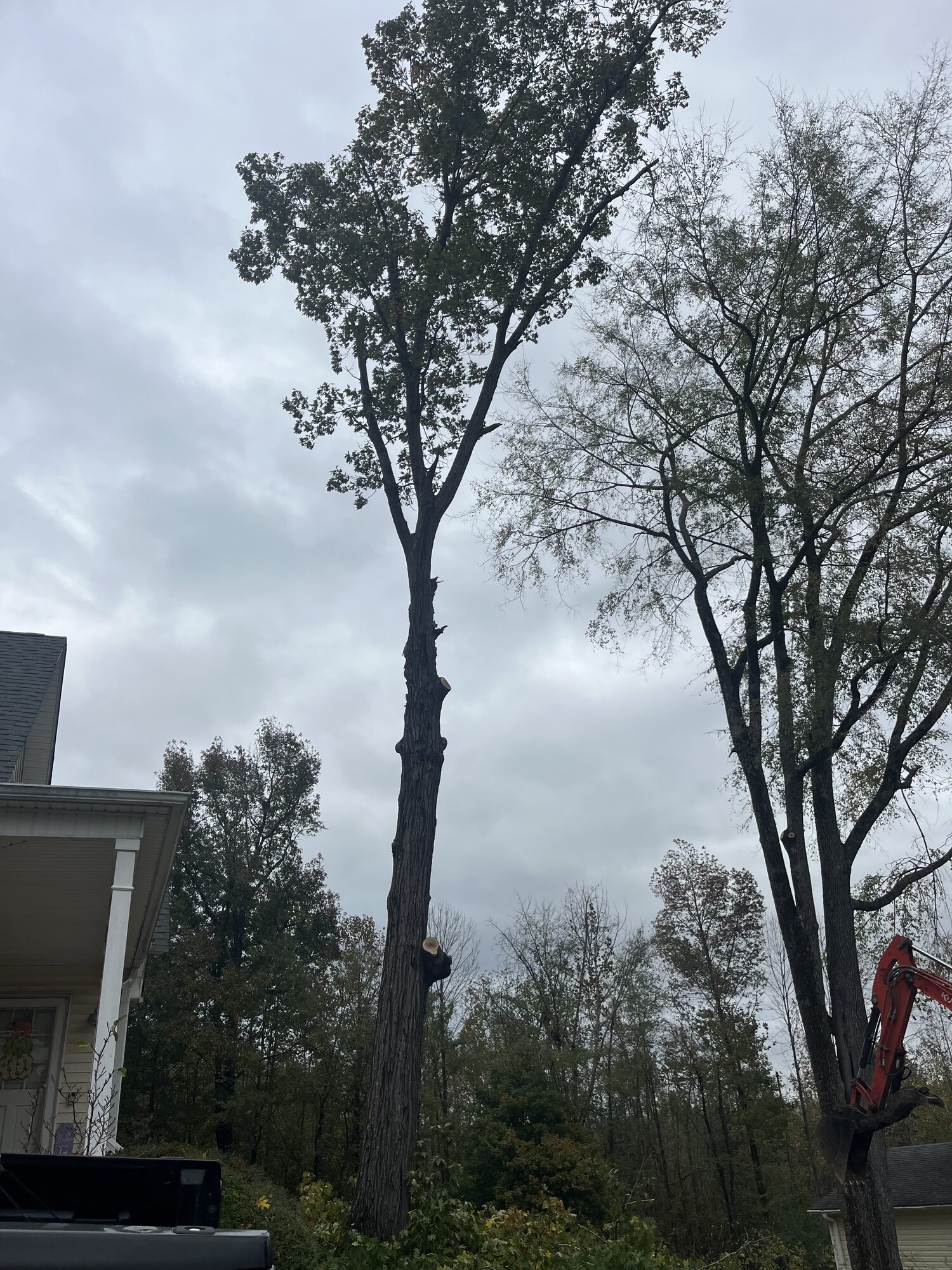 Tree service mid-removal of a tall hardwood in McNairy County