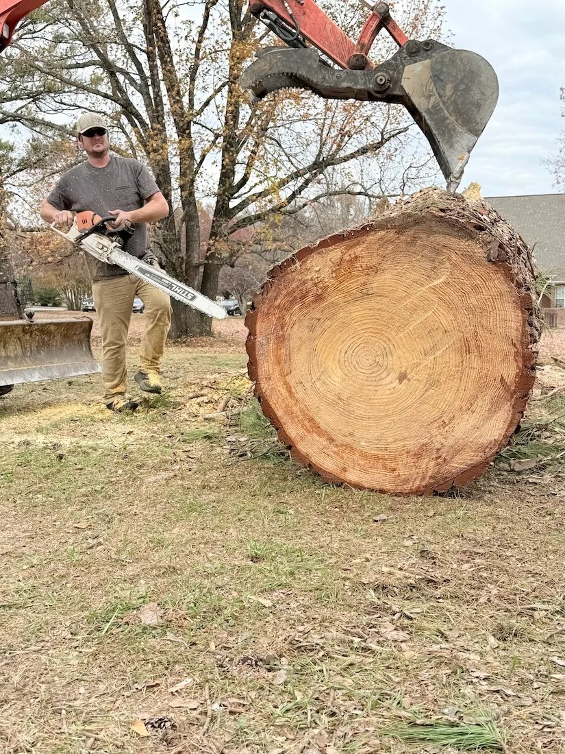 Tree removal and stump extraction work in Selmer TN by Kaup's Tree Service