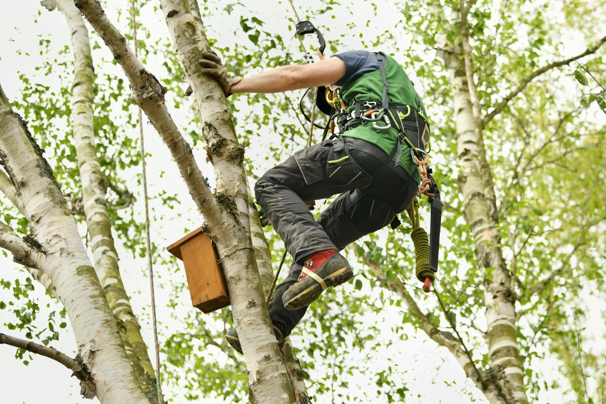 Tree trimming and pruning climber serving Selmer TN