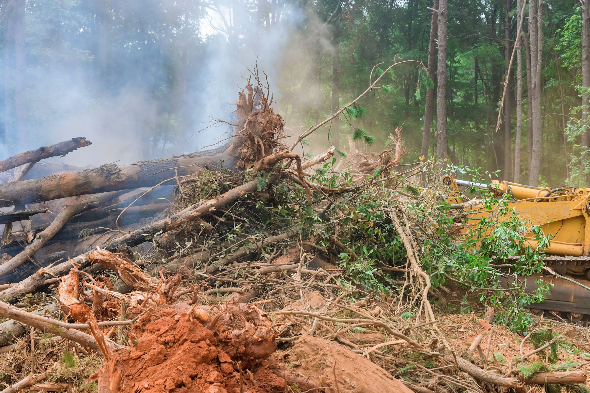 New development clearing on forest property clearing big tree root